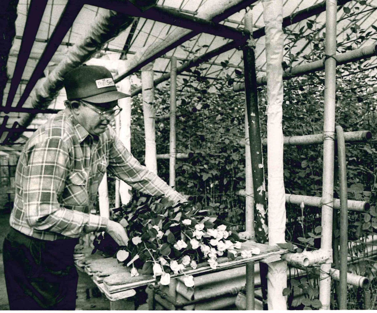 Greenhouse